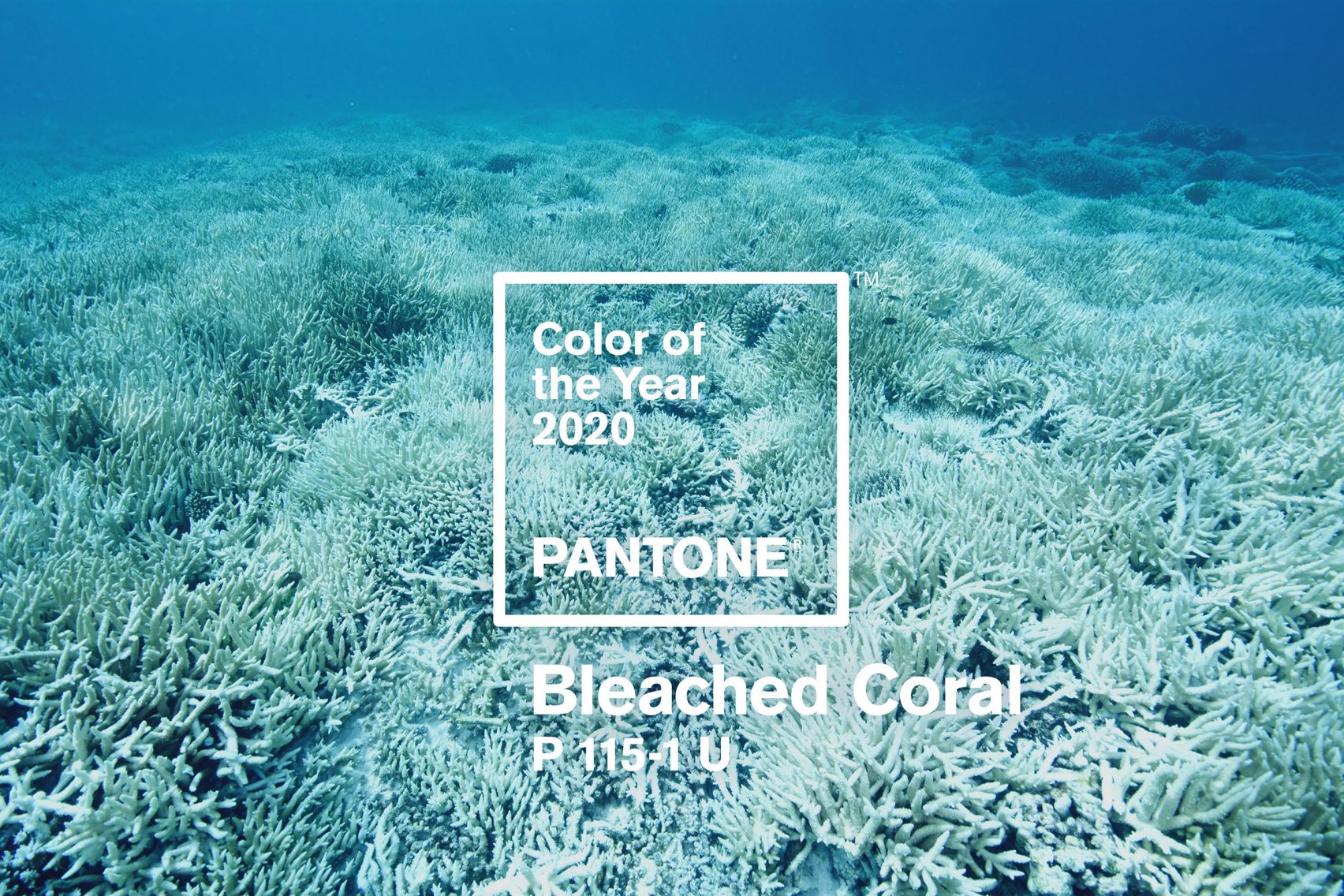 Bleached Coral for color of the year 2020